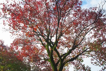 紅葉