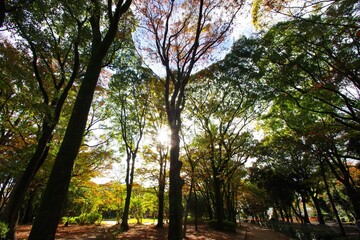 Obraz premium 紅葉