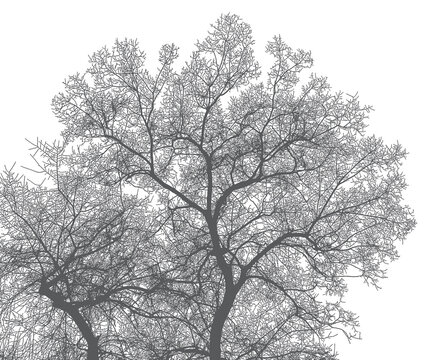 Silhouette of a tree and branches on a white background. Realistic black and white illustration of an elm tree.