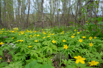 Beautiful yellow anemone flowers in spring in the forest closeup in nature. Spring forest landscape with blooming primroses.