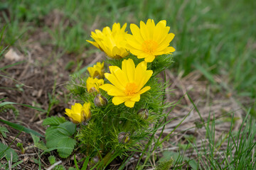 Blooming adonis plant in spring. Yellow flowers closeup. - obrazy, fototapety, plakaty