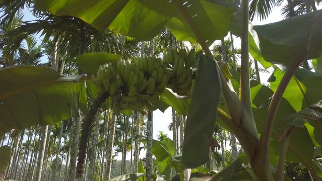Bananas growing in India, Kerala. Banana tree