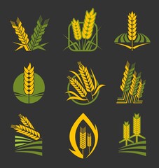 Cereal ears and spikes. Wheat, rye, barley, rice and millet stalks vector icons. Bread and grain food or bakery, agriculture industry. Wheat spike or barley millet organic bio farm products