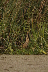 American Bittern in green grass or reeds by a lake