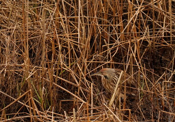 American Bittern camouflaged in brown grass or reeds