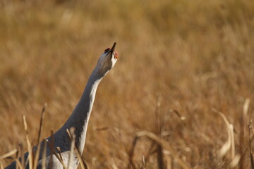 Sandhill Crane stretching its neck to look in tall brown grass