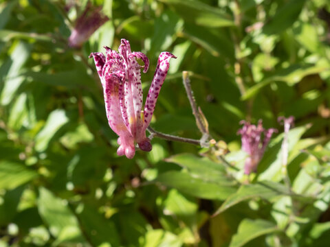 toad lily flowers, close-up 2