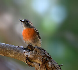 The tiny beautiful Scarlet Robin (Petroica boodang)