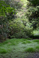 wetland,newleave,green,plant,nature,water,cliff line,
