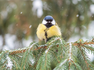 Cute bird Great tit, songbird sitting on the fir branch with snow in winter