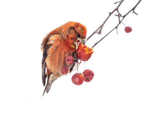Red Crossbill male sitting on the tree branch and eats wild apple berries. Crossbill bird eats berries.