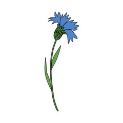 Decorative Cornflower, knapweed vector hand drawn ink illustration isolated on white, colorful flower bunch, doodle sketch, Centaurea botanical herb for design herbal tea, cosmetic, medicine