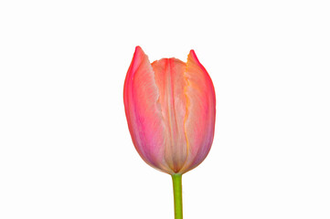 spring flower isolated on white background