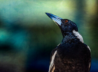 Australian Magpie, Gymnorhina tibicen, sitting on the branches of tree. Australia