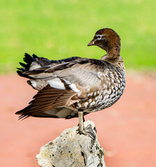 Australian wood duck is grey, brown and white