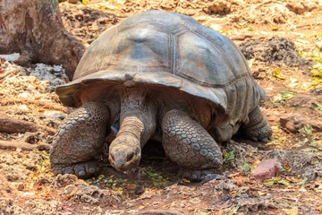 Fotobehang Aldabra giant tortoise on Prison island, Zanzibar in Tanzania © olyasolodenko