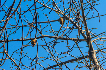 African baobab fruits or Monkey bread growing on a baobab tree (Adansonia digitata)