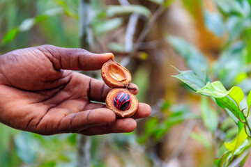 Farmer's hand holding a fresh nutmeg fruit