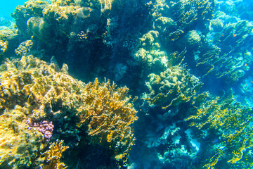 Naklejka na ściany i meble Coral reef in the Red sea in Ras Mohammed national park. Sinai peninsula in Egypt
