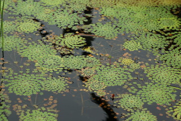 leaves in water