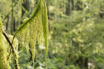 Branch with hanging moss and defocused forest foliage. Cat's tail moss, reed mace or sothecium myosuroide. Forest background. Defocused tall trees with dapples of light. North Vancouver, BC.