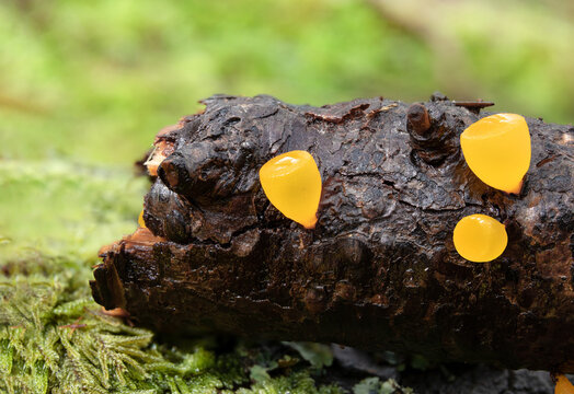 Golden jelly cone fungus growing on wood branch found in the forest of North Vancouver, British Columbia, Canada. Macro. Bright yellow cup-shaped fungus known as Heterotextus alpinus. Selective focus.