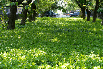 Shaded area with plants covering all the floor