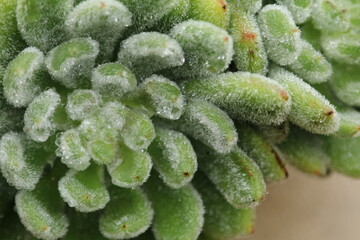 close up of a succulent