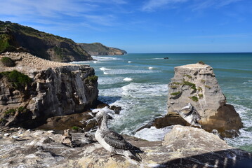 Juvenile gannets at Muriwai Beach near Auckland