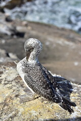 Juvenile gannets at Muriwai Beach near Auckland