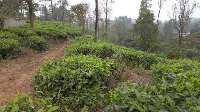 Tea production in India. Overview of tea plantation