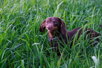 cute dachshund puppy eats green grass on a walk