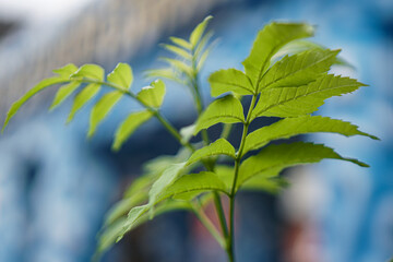 green leaves on blue sky