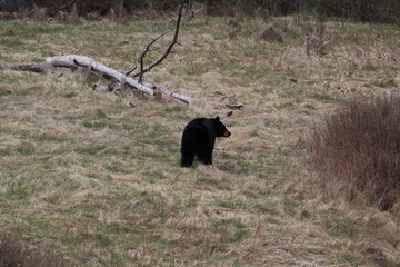 Bear In The Meadow, Jasper National Park, Alberta