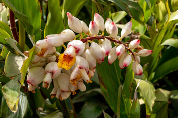 Blossom of Alpinia zerumbet Shell Ginger. White flowers closeup