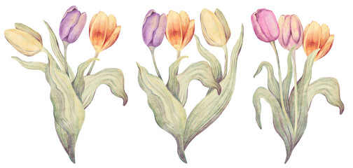 Watercolor floral hand drawn set with delicate illustration of blossom pink, yellow, purple tulips bouquet. Colorful spring flowers, buds collection. Garden elements isolated on white background