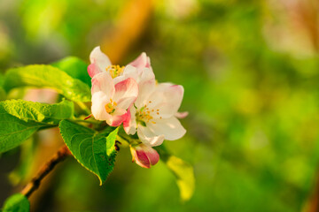 Blooming apple tree close-up. Spring flowering trees at sunrise