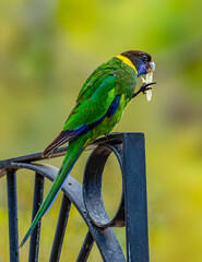 Australian ringneck, broad-tailed parrot bird in green blue Color , in Western Australia (Barnardius zonarius semitorquatus)