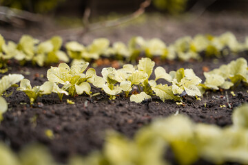 Withered yellowed radish leaves in the garden close-up. Loss of crops from the garden