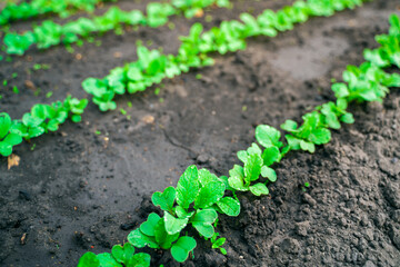Close-up radishes grow in the garden in rows - obrazy, fototapety, plakaty