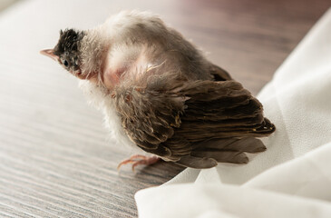 Air Sac Rupture in birds, baby Red-whiskered bulbul injury after attack by cat.