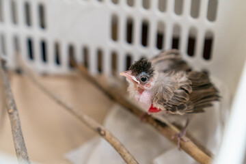 Treatment of Air Sac Rupture in Birds, baby Red-whiskered bulbul injury after attack by cat.