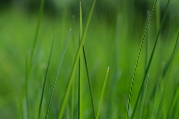 Green grass closeup background. Close-up view of fresh green grass, selective focus. Grass background - selective focus. Wheaten field.