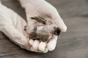 Close up of veterinarians hands in surgical gloves holding small bird, after attacked and injured by a cat. © marchsirawit