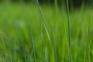 Green grass closeup background. Close-up view of fresh green grass, selective focus. Grass background - selective focus. Wheaten field.