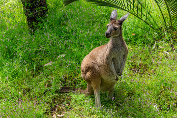 Naklejka na ściany i meble Kangaroo at Yanchep National Park Western Australia