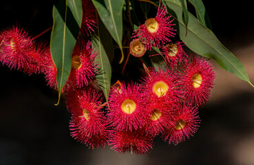 Red flowering gum tree blossoms, Corymbia ficifolia Wildfire variety, Family Myrtaceae. Endemic to...