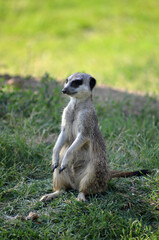 Fototapeta premium Meerkat in day light in a zoo