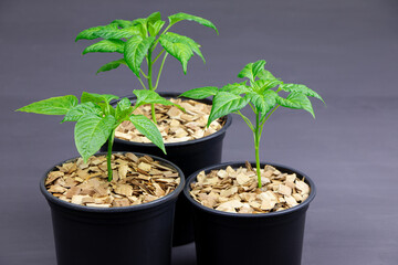 Pepper seedlings in a black pot mulched with chips.A young pepper sprout in a pot isolated on a...