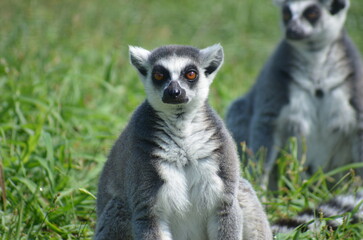Lemur in daylight in zoo